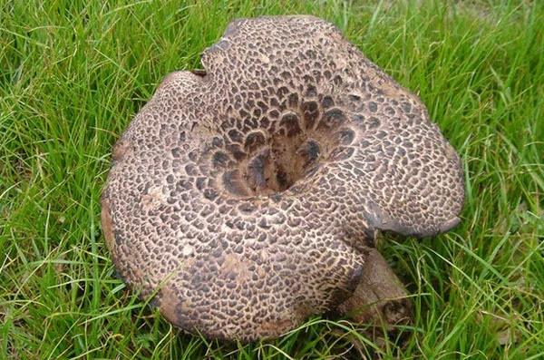 虎掌菌（图据昆明文旅）