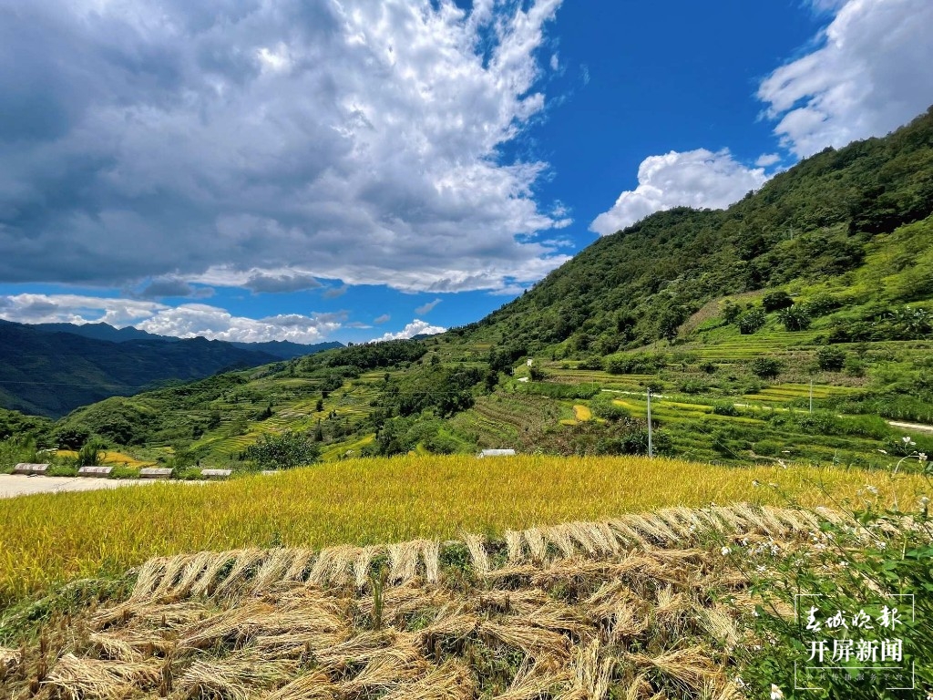 马关县12万亩稻谷“丰”景如画5.jpg