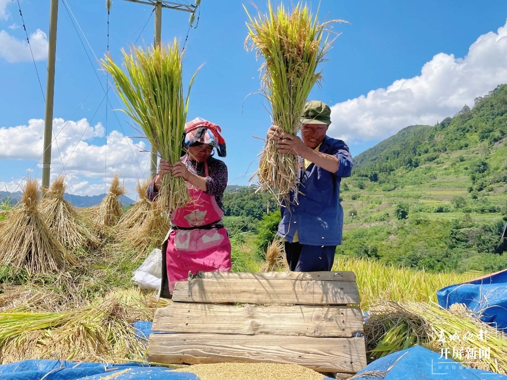 马关县12万亩稻谷“丰”景如画1.jpg