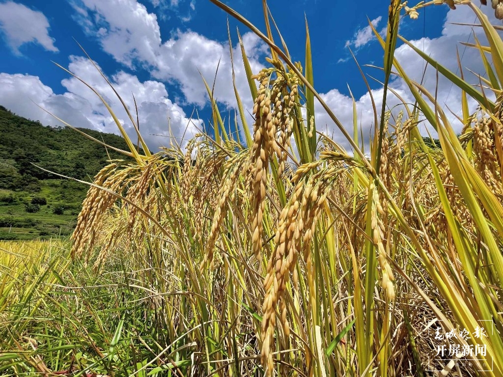 马关县12万亩稻谷“丰”景如画4.jpg