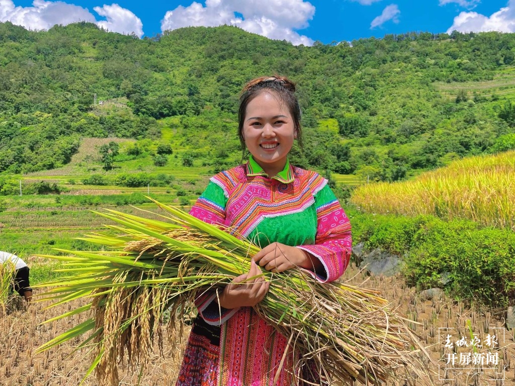 马关县12万亩稻谷“丰”景如画2.jpg