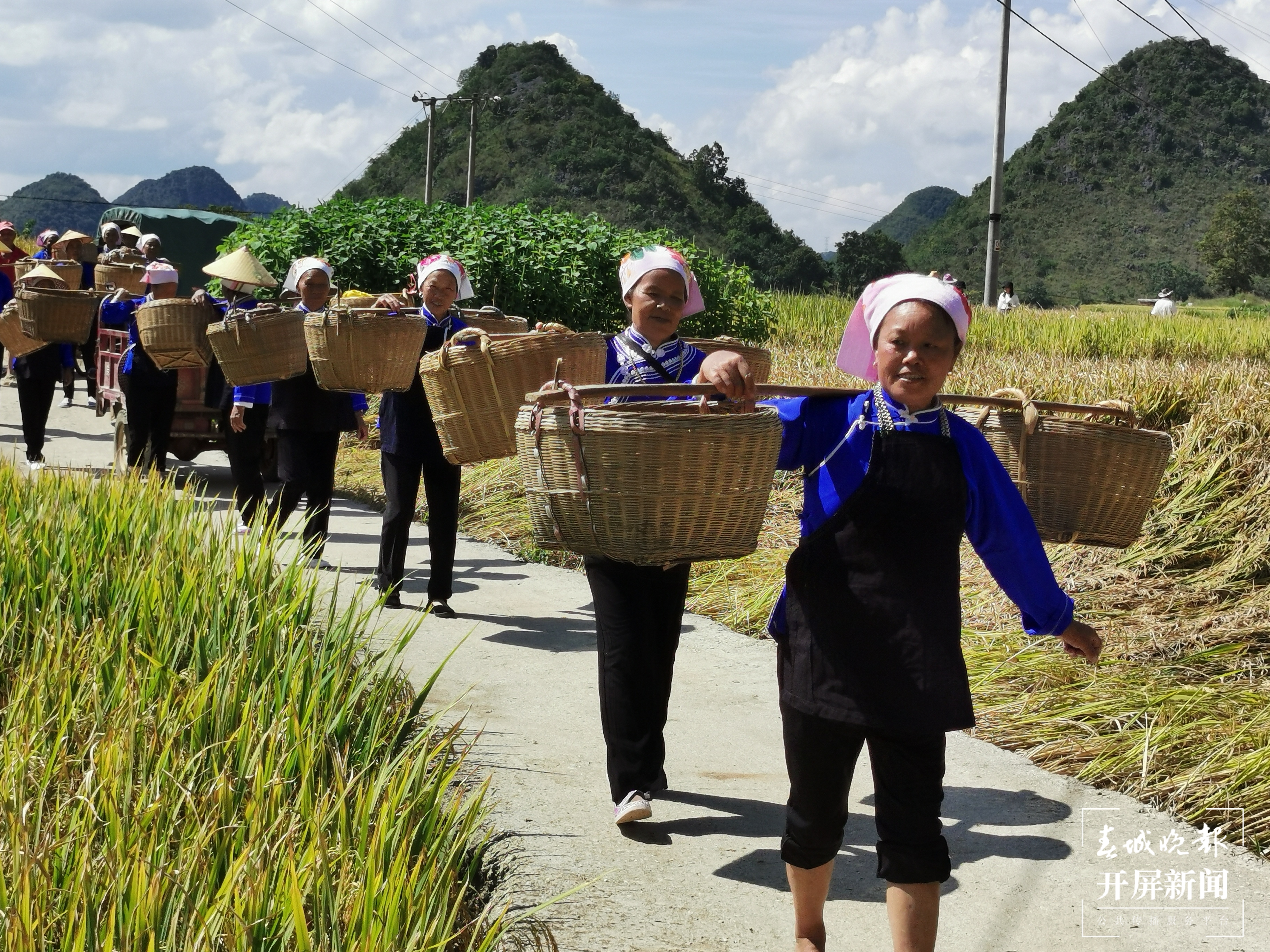 广南八宝：八宝贡米喜获丰收9.jpg