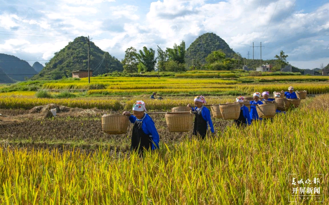 广南八宝：八宝贡米喜获丰收3.jpg