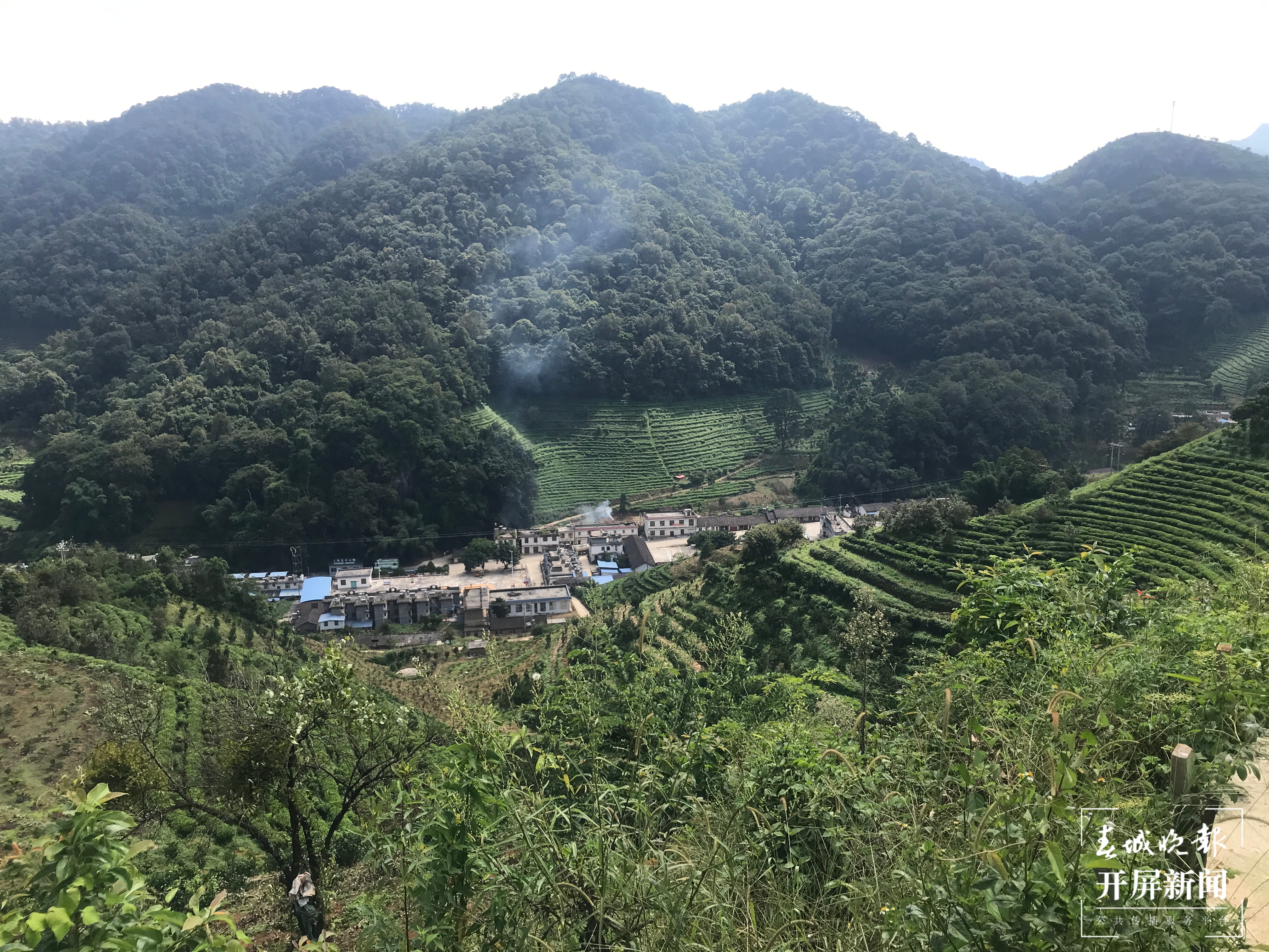 走进绿色文山｜范玉峰：与广南结缘，抹茶清香将从这里飘向远方