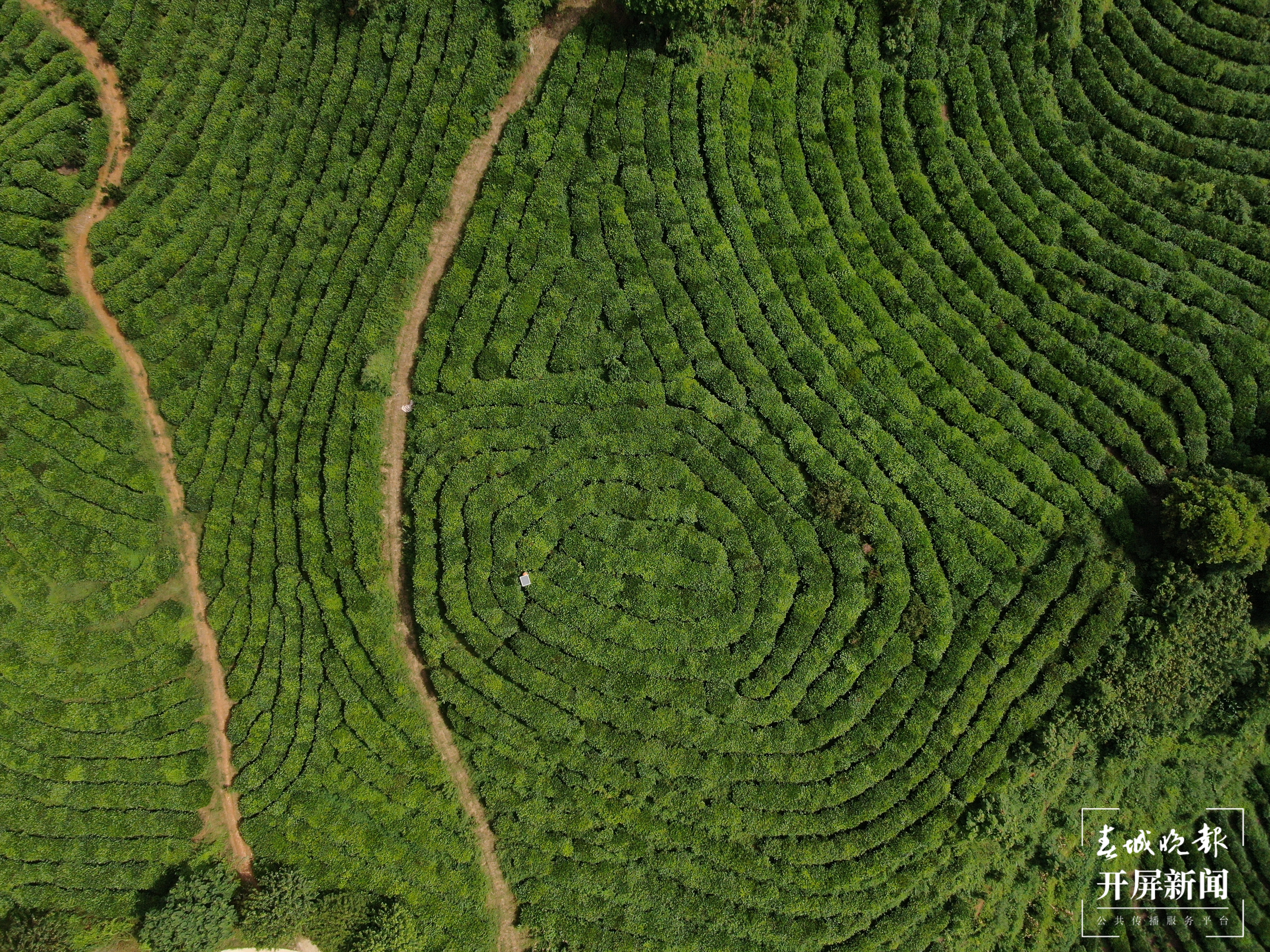 走进绿色文山｜范玉峰：与广南结缘，抹茶清香将从这里飘向远方