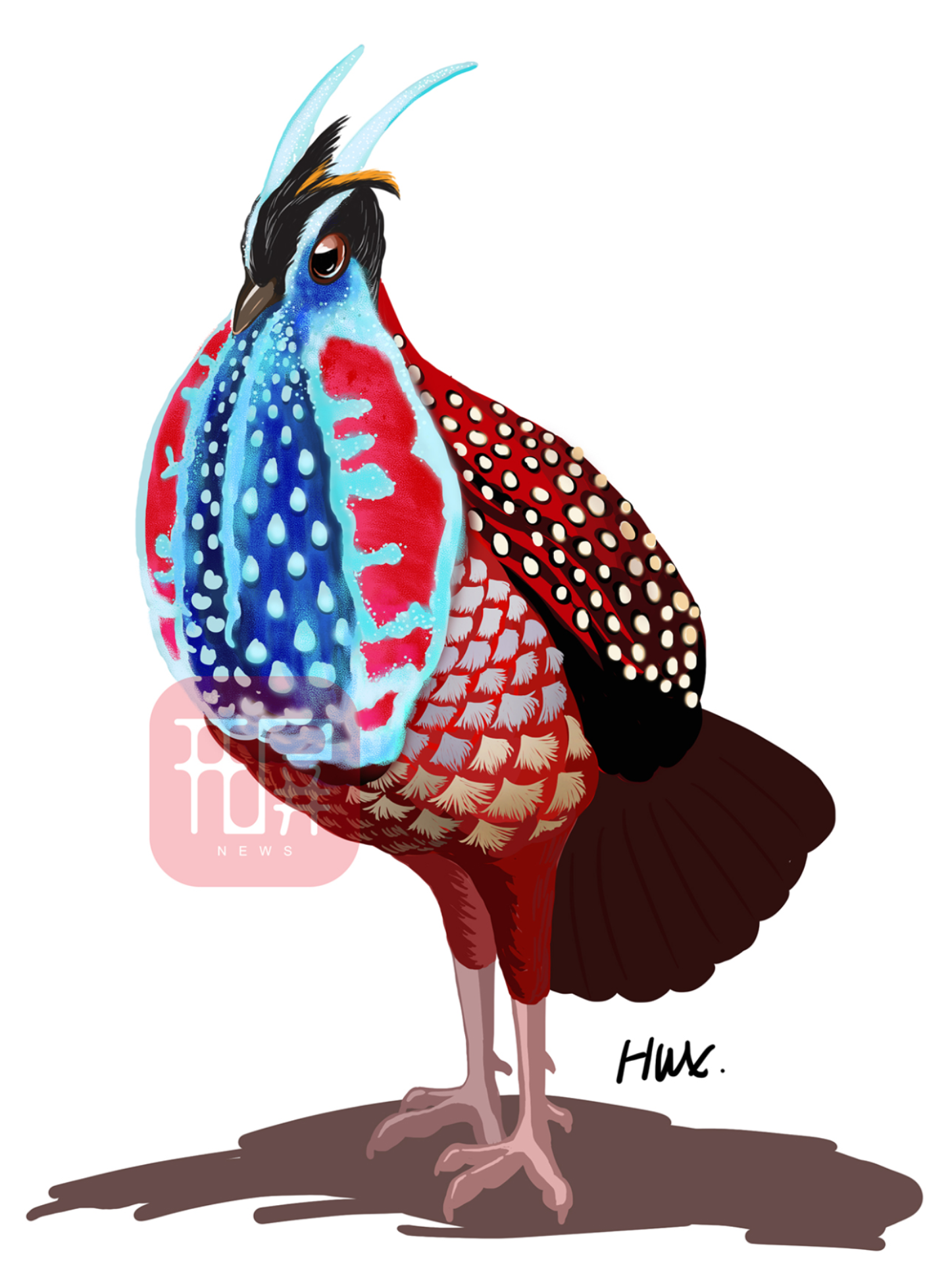 万物滇行 红腹角雉.jpg