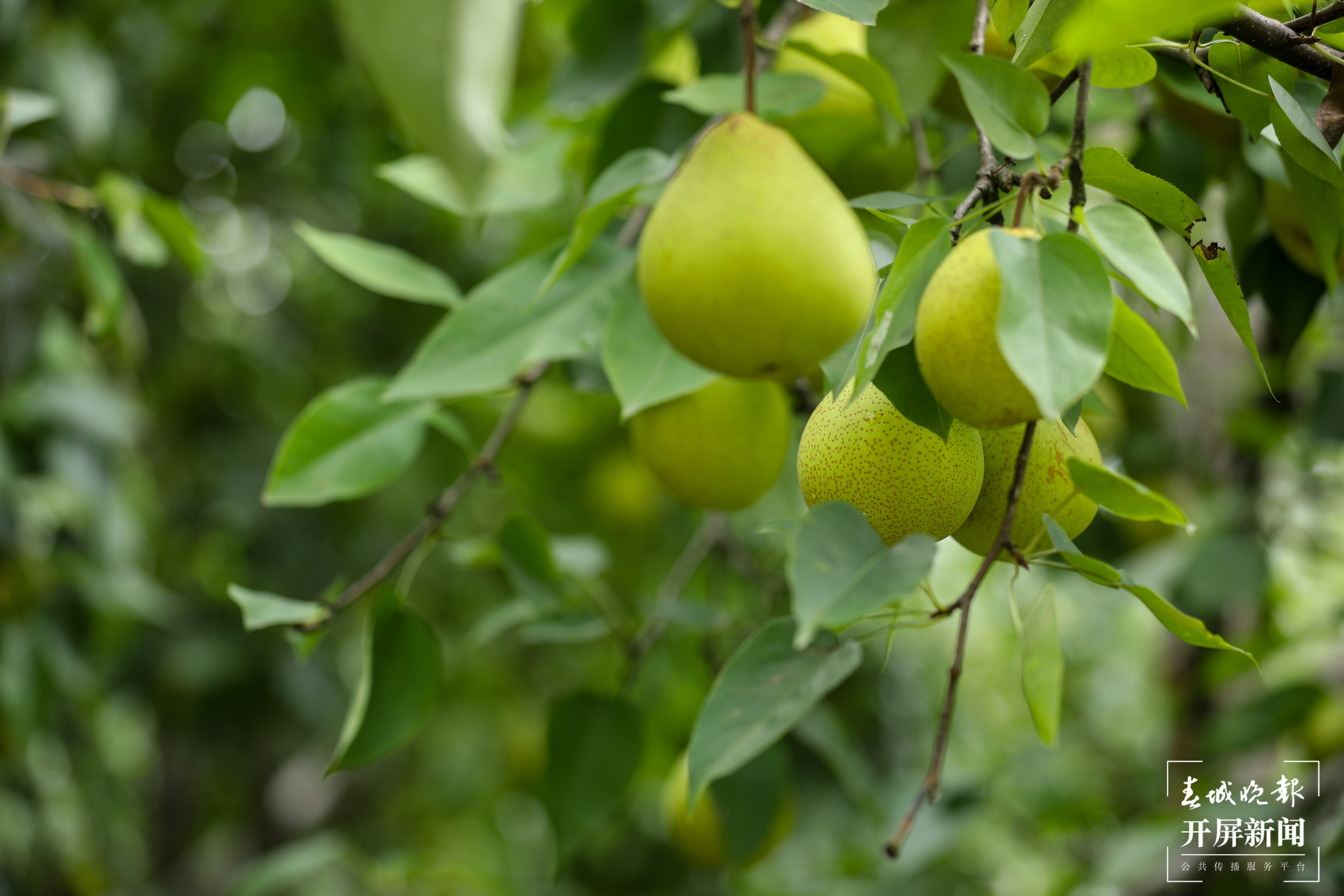 梨树越种越好 日子越过越甜3.jpg
