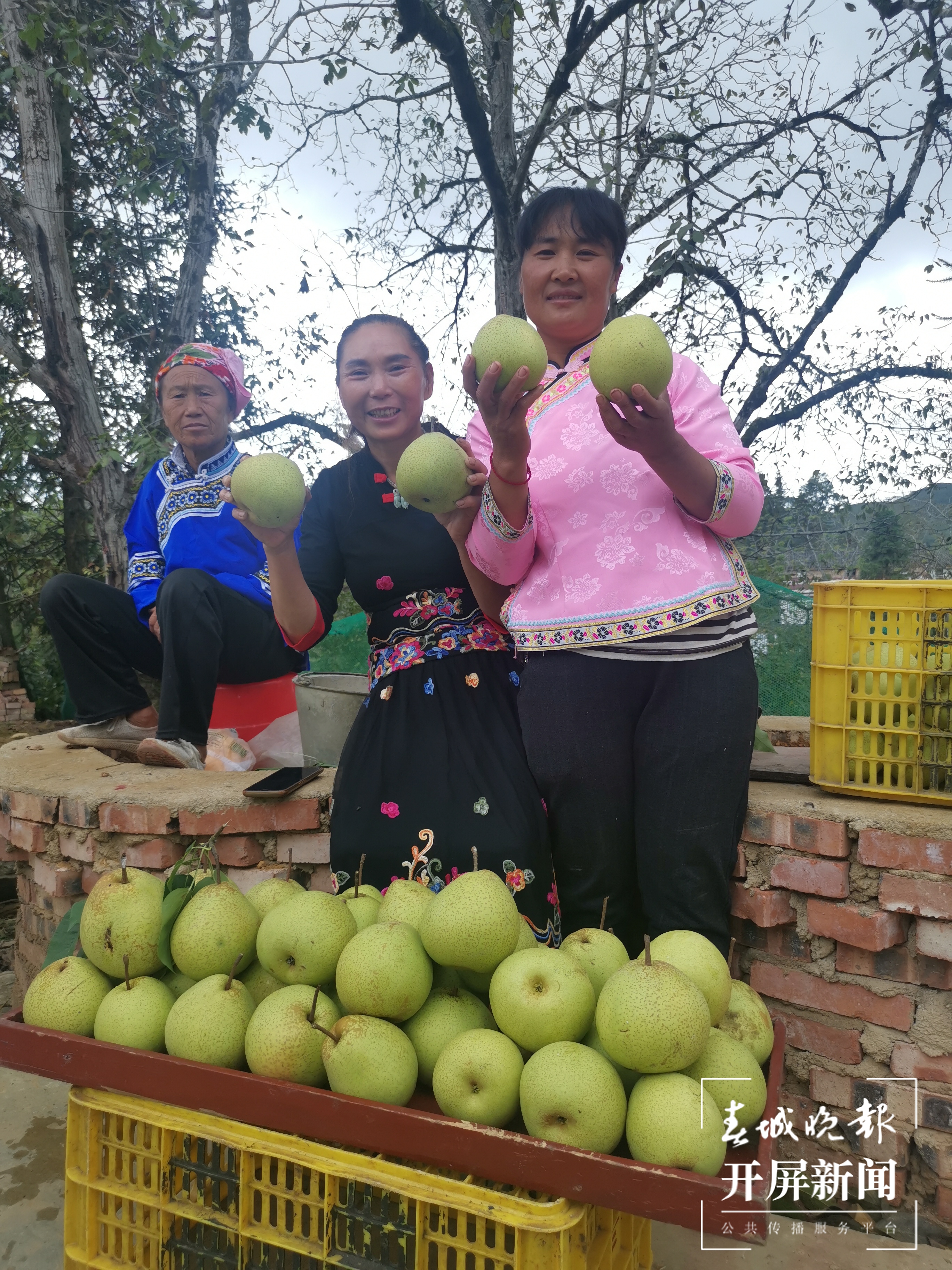 梨树越种越好 日子越过越甜5.jpg
