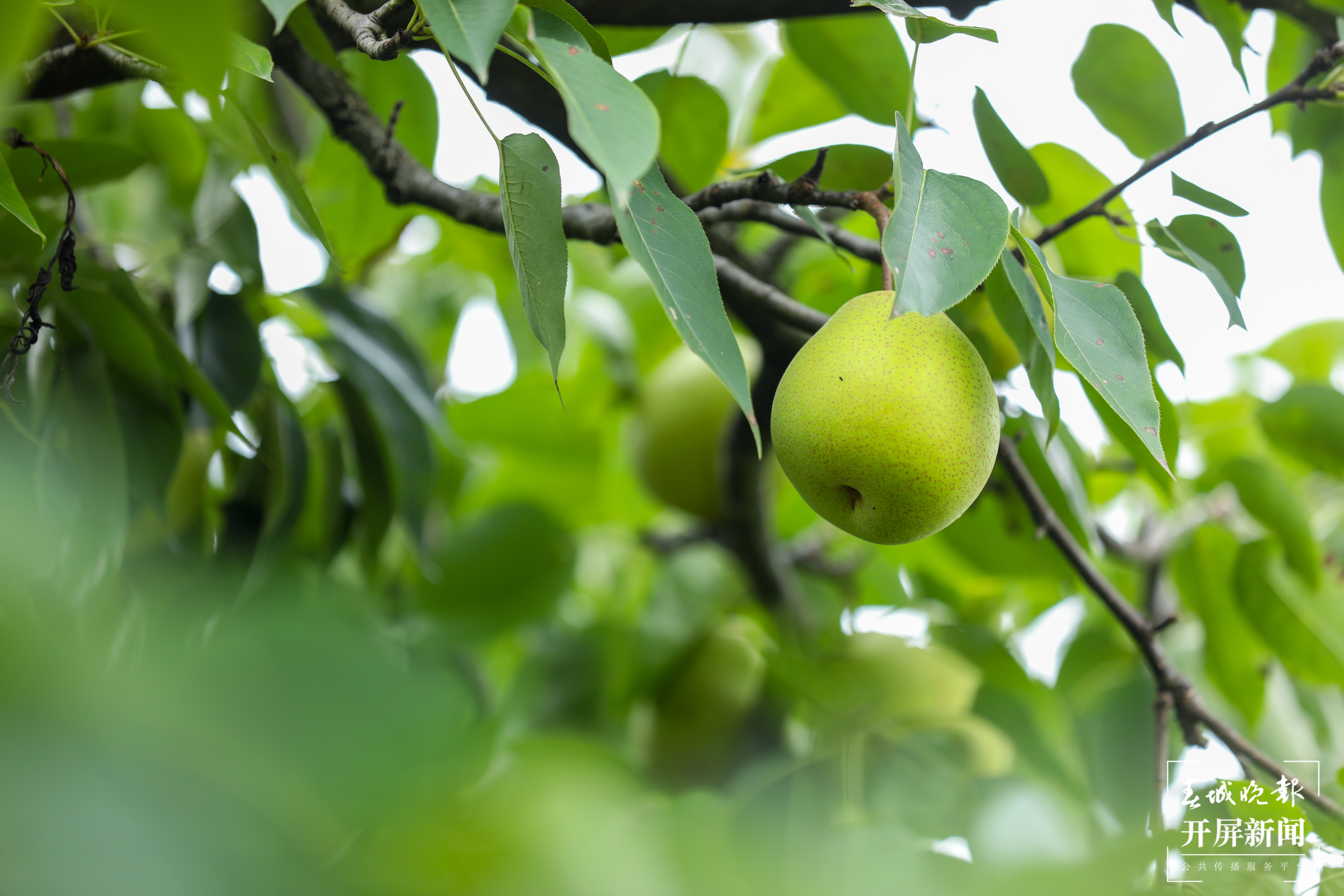 长冲村：一个梨带动一个村1.jpg