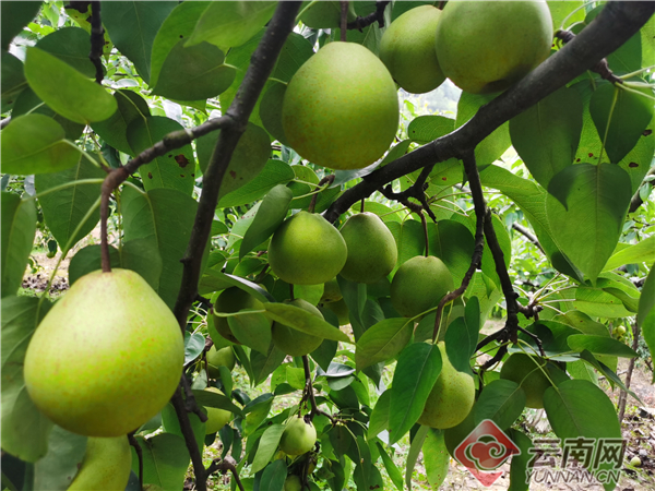 广南珠街长冲梨2.jpg