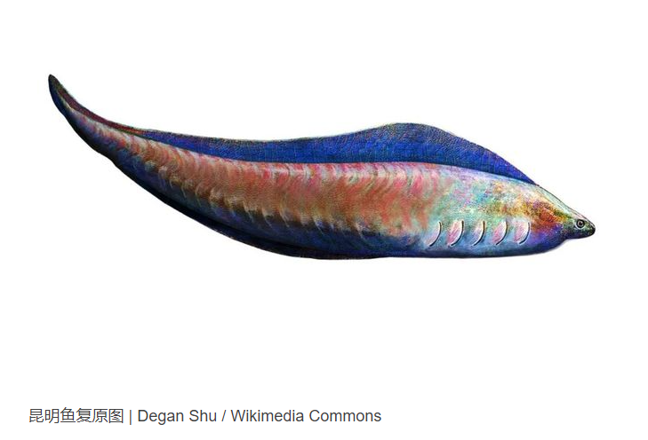 昆明鱼