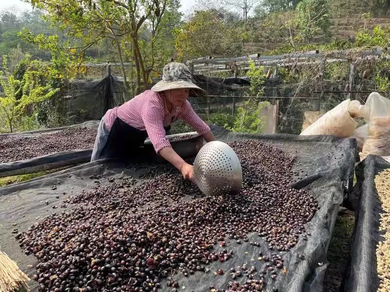 “普洱咖啡”地理标志助力普洱咖啡产业蓬勃发展2.jpg