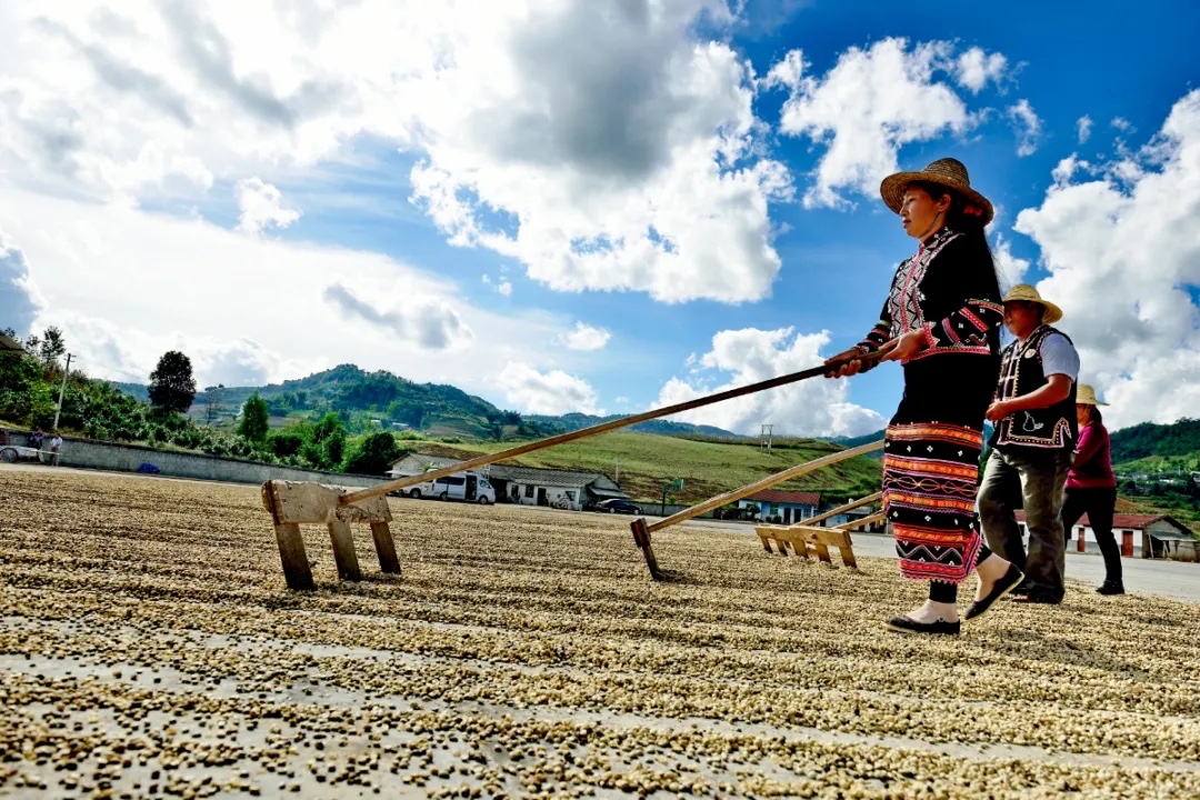 “普洱咖啡”地理标志助力普洱咖啡产业蓬勃发展1.jpg
