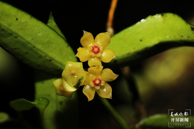 万物滇行 缅甸球兰