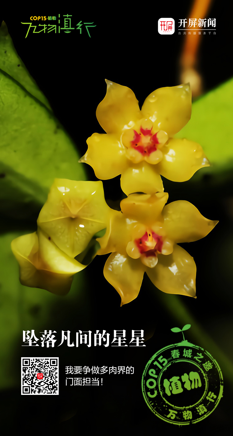 万物滇行 缅甸球兰