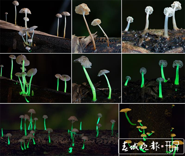 【万物滇行】真菌篇——发光蘑菇(图源:西双版纳热带植物园)