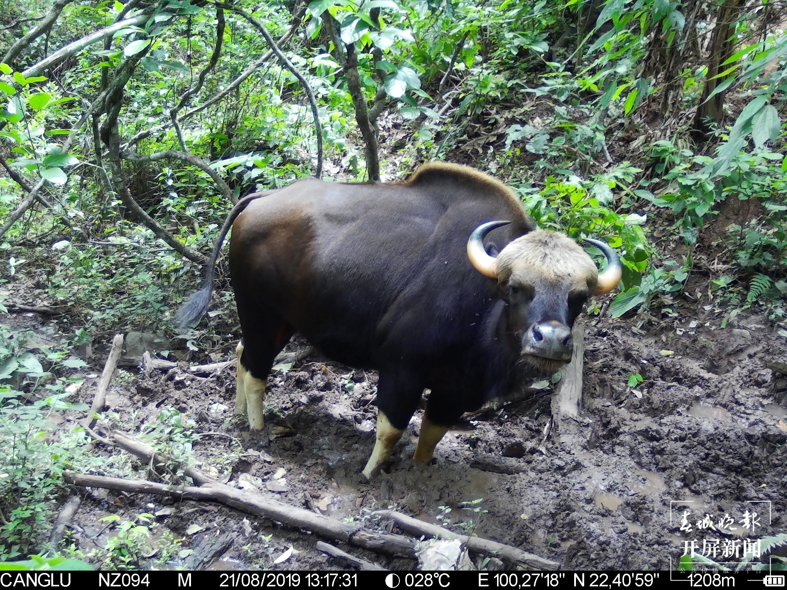 糯扎渡保护区（张田睿 摄影报道，部分图片由糯扎渡省级自然保护区提供）