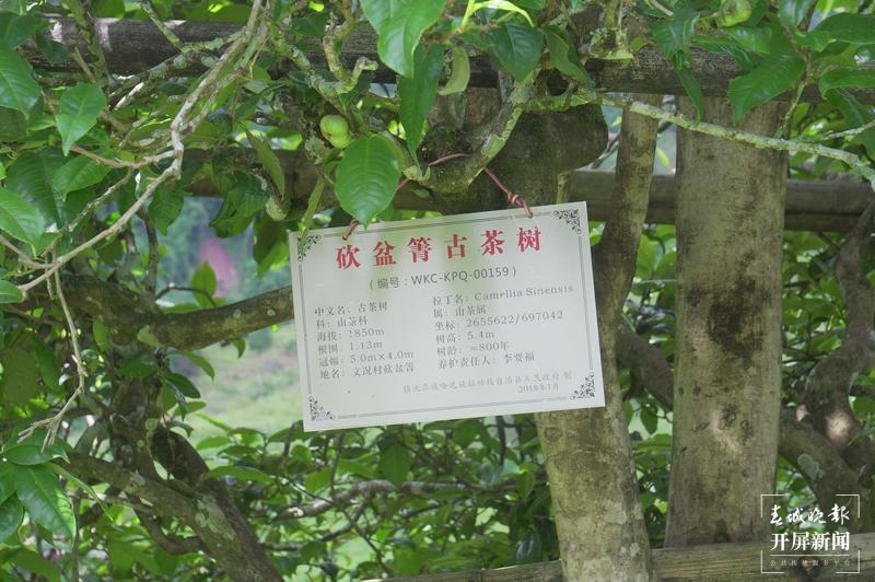 镇沅“不纠结”，要用5年时间叫响“千家寨爷号”这一品牌