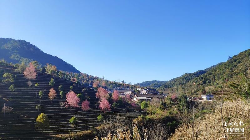 镇沅“不纠结”，要用5年时间叫响“千家寨爷号”这一品牌