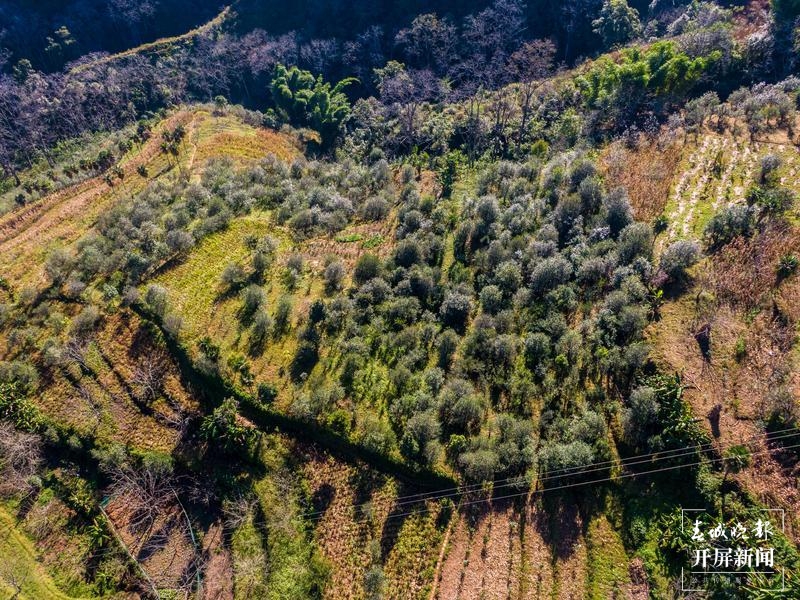 镇沅“不纠结”，要用5年时间叫响“千家寨爷号”这一品牌