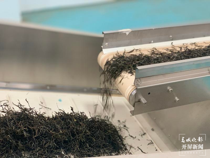 镇沅“不纠结”，要用5年时间叫响“千家寨爷号”这一品牌