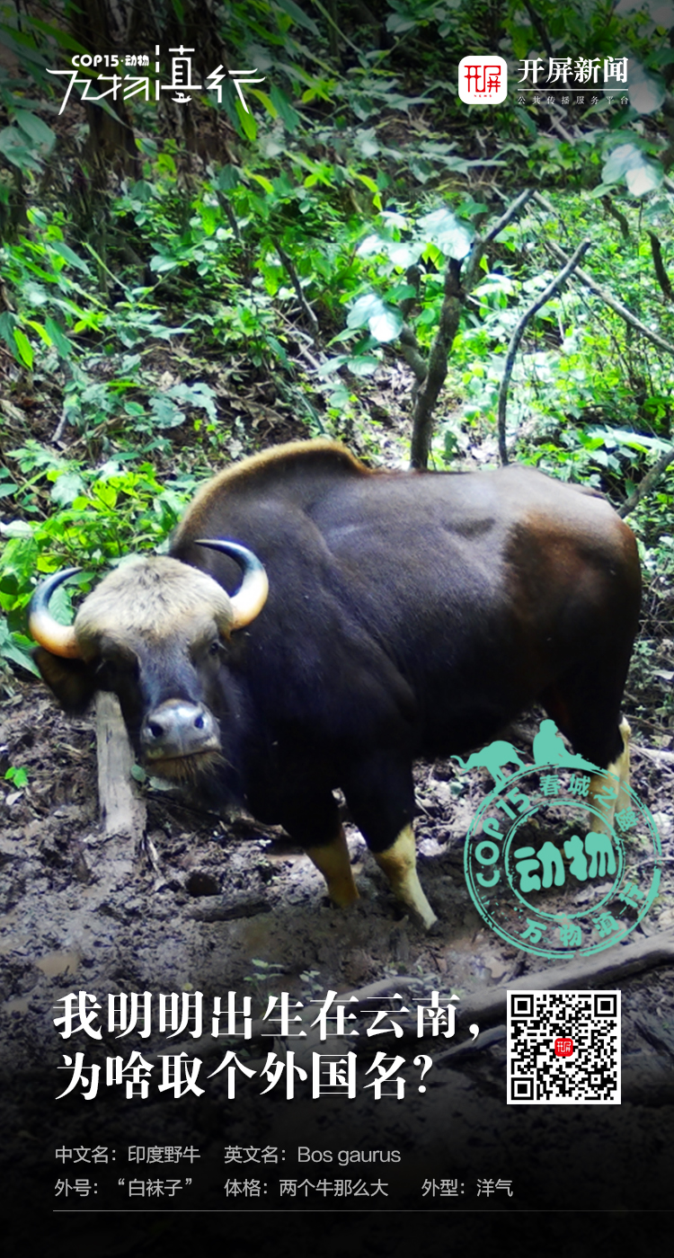 万物滇行 印度野牛