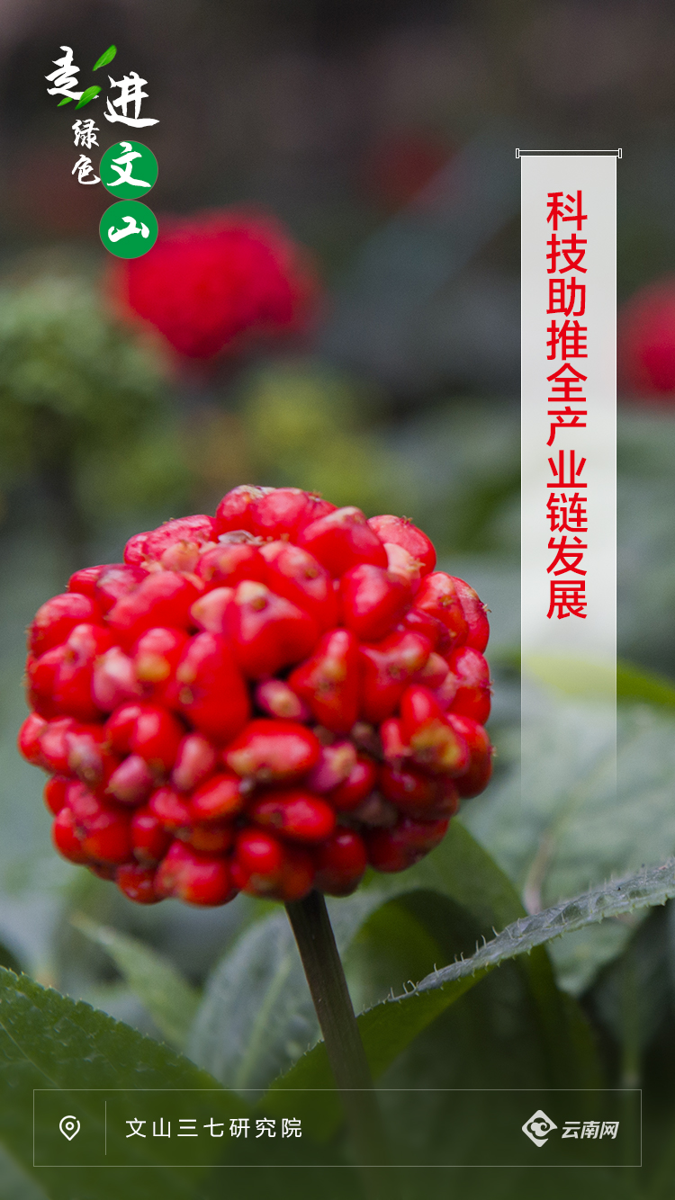 走进绿色文山丨绿色大地上的“彩”文山