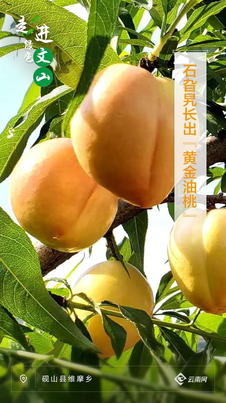 走进绿色文山丨绿色大地上的“彩”文山