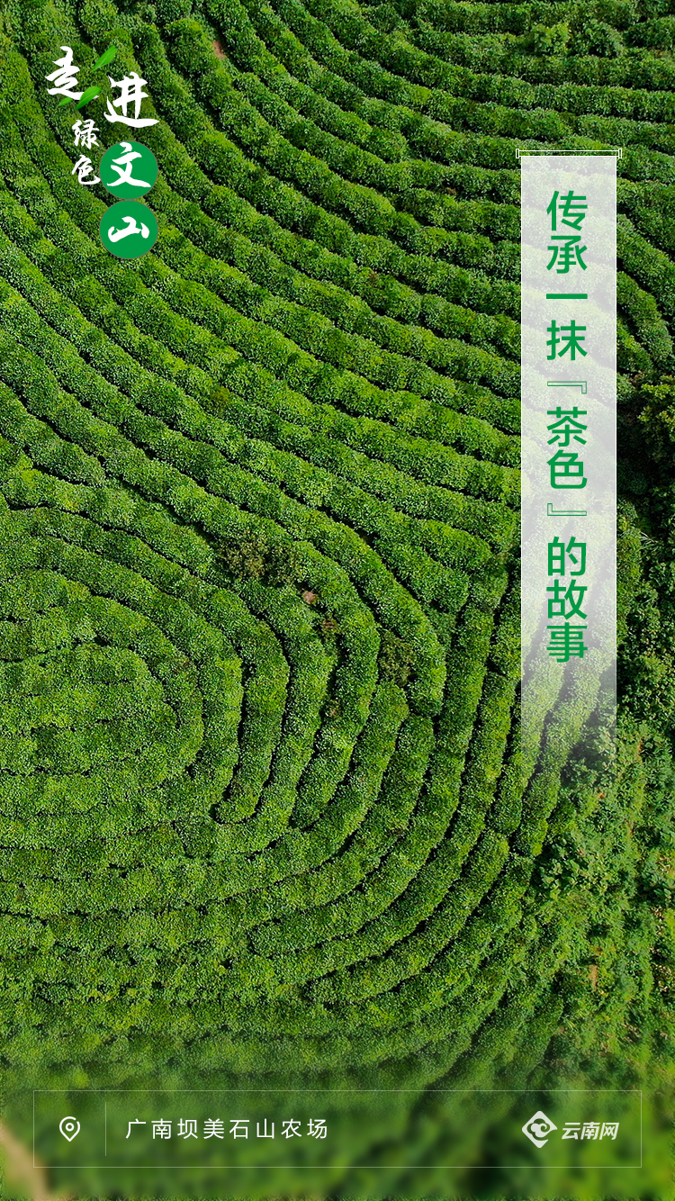 走进绿色文山丨绿色大地上的“彩”文山