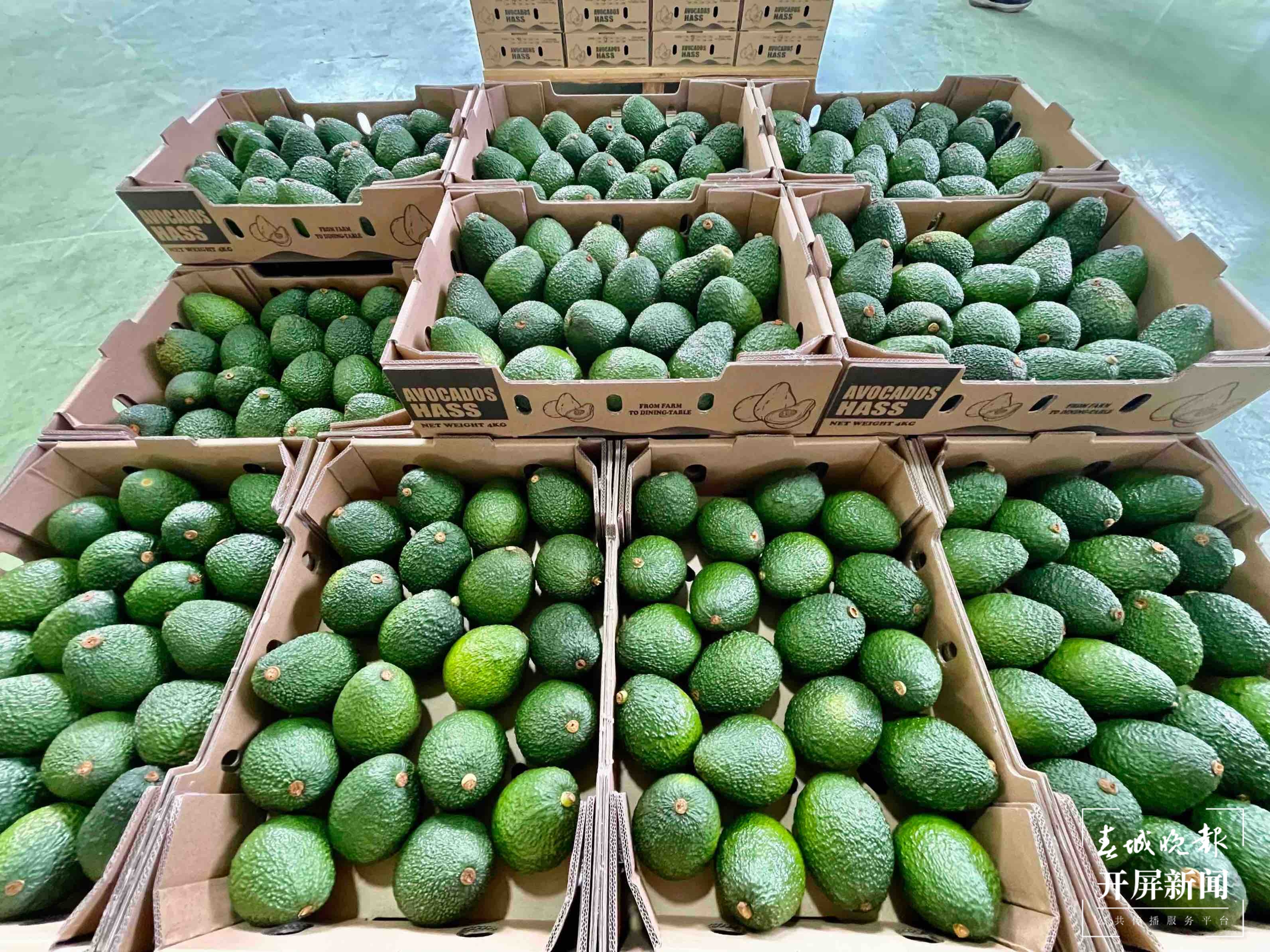 新征程上的普洱实践 | 边疆“走出”致富“金果果”