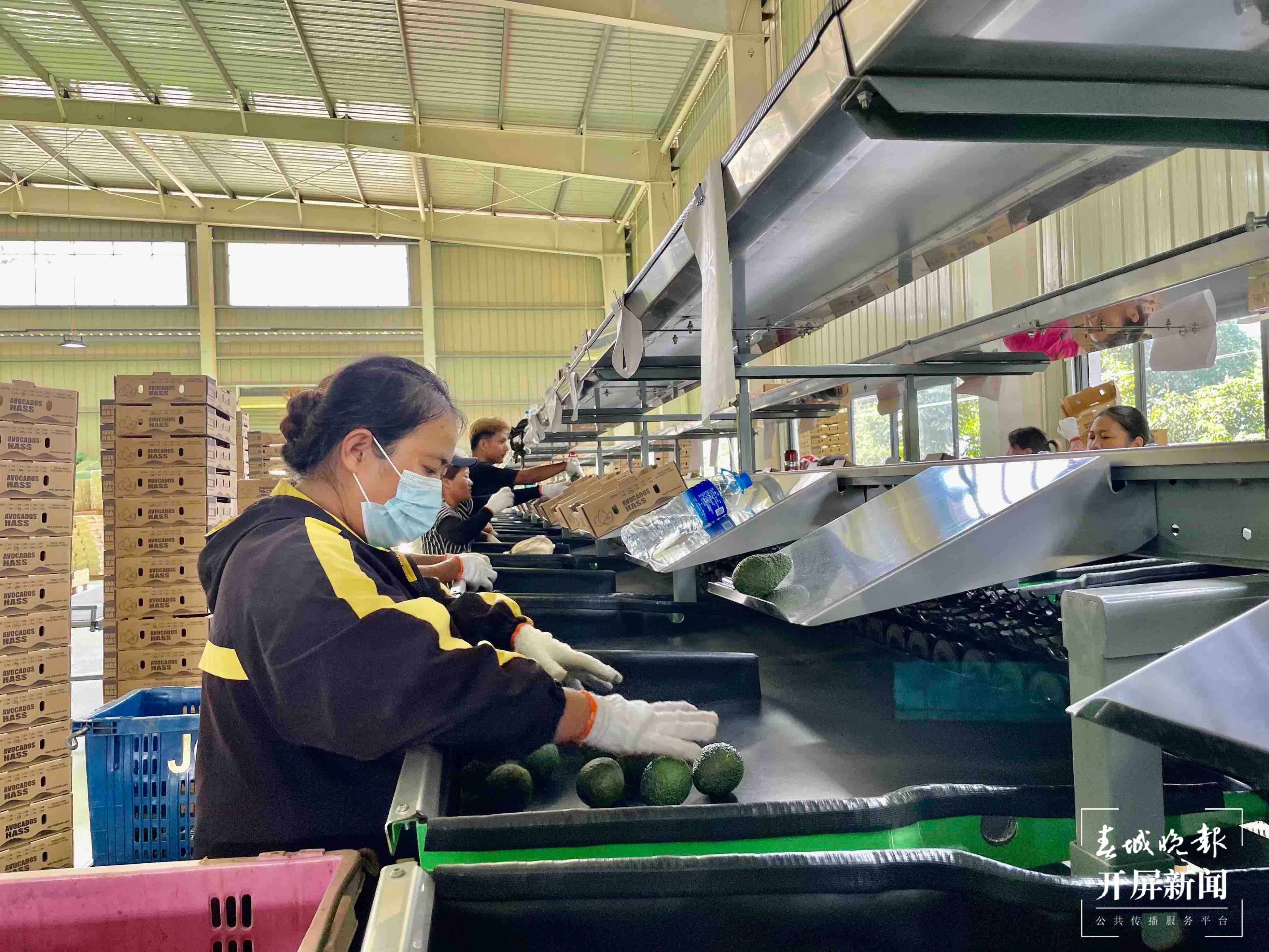 新征程上的普洱实践 | 边疆“走出”致富“金果果”