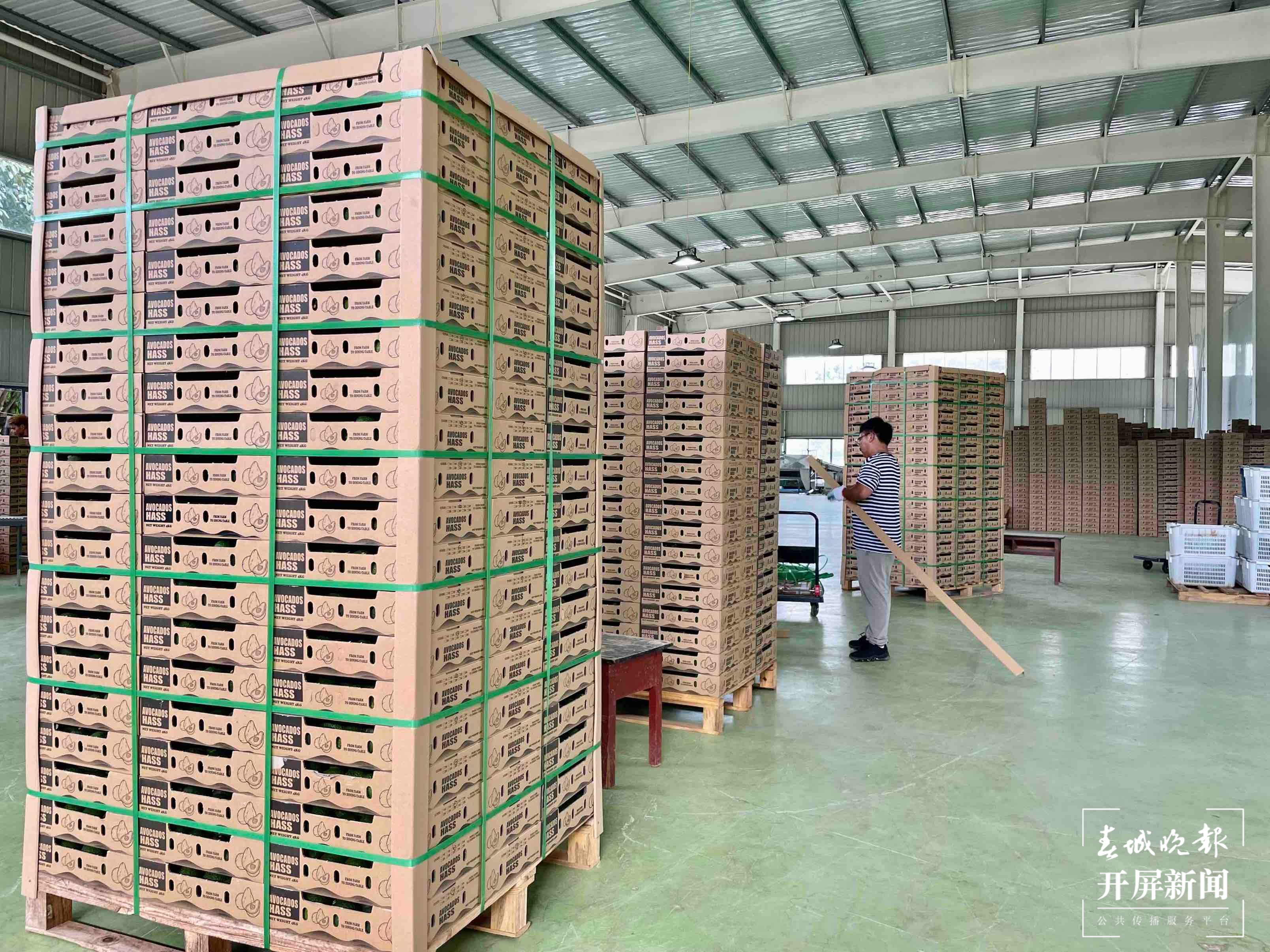 新征程上的普洱实践 | 边疆“走出”致富“金果果”