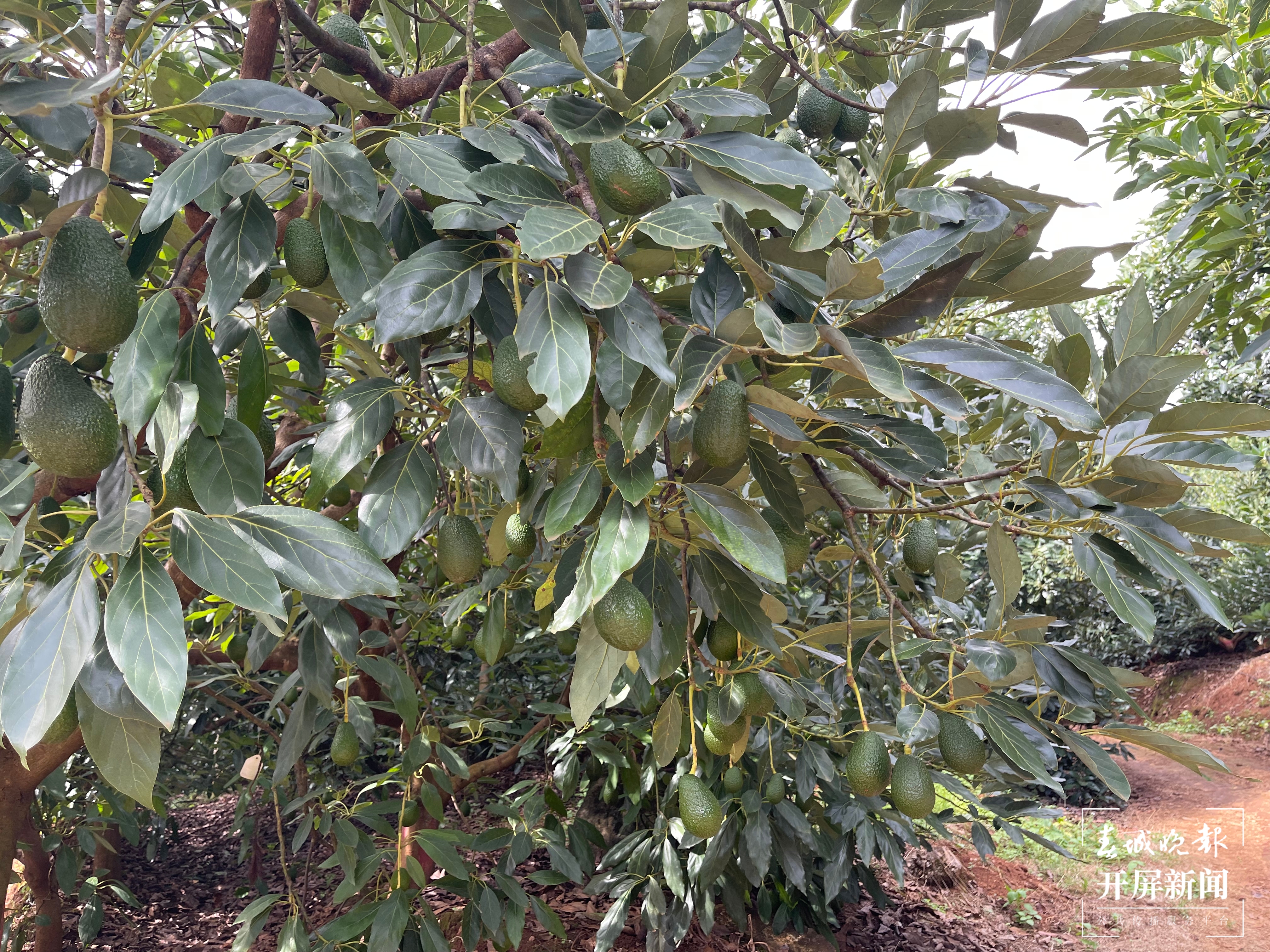 新征程上的普洱实践 | 边疆“走出”致富“金果果”