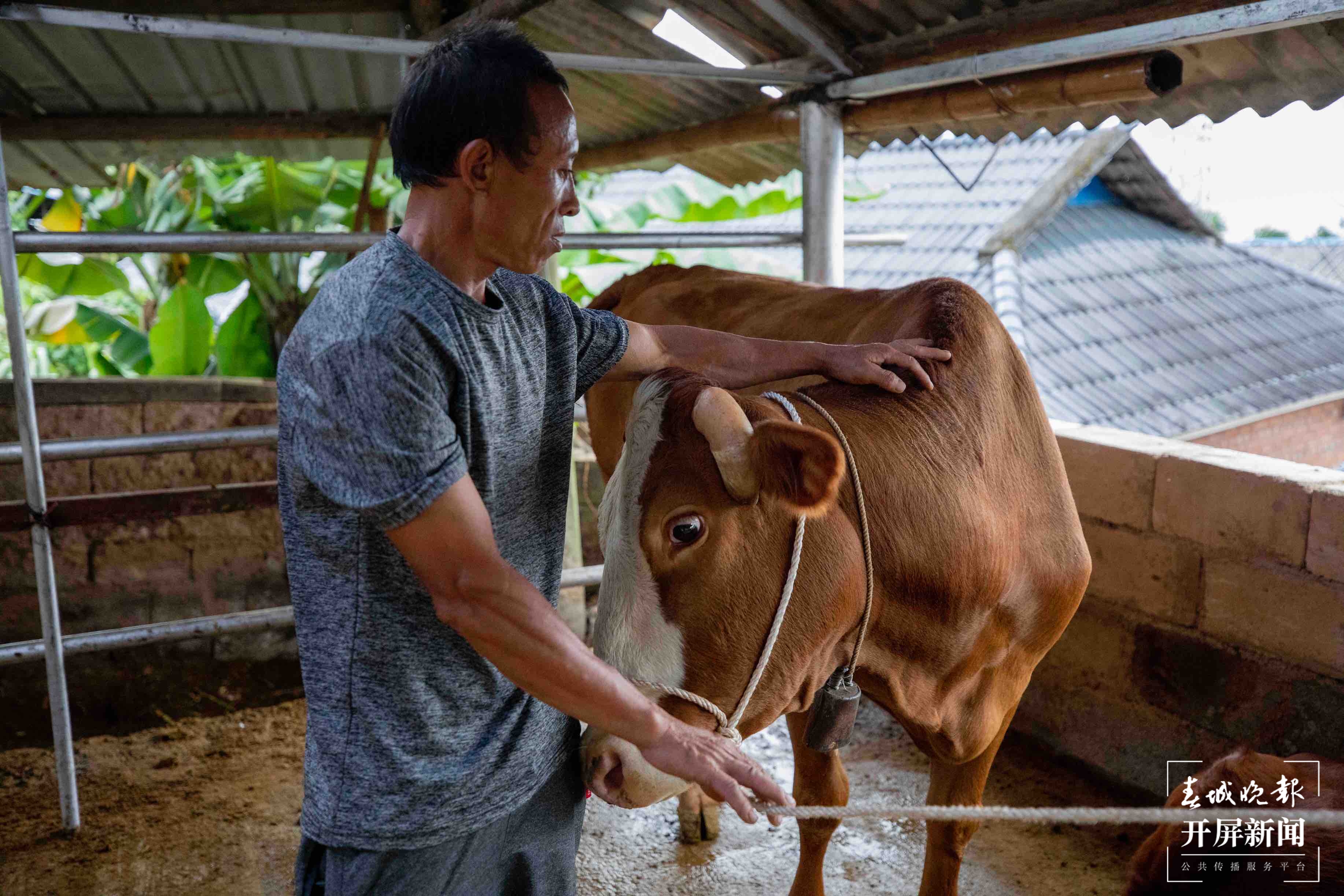 新征程上的普洱实践 | 西盟县勐梭镇秧洛村: 八条“牛”政策 让村民日子“牛”起来