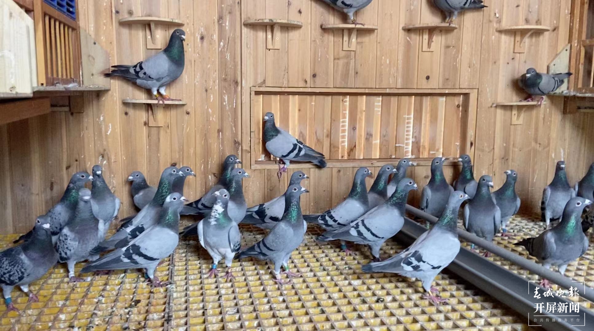 大理鸽协杜光文