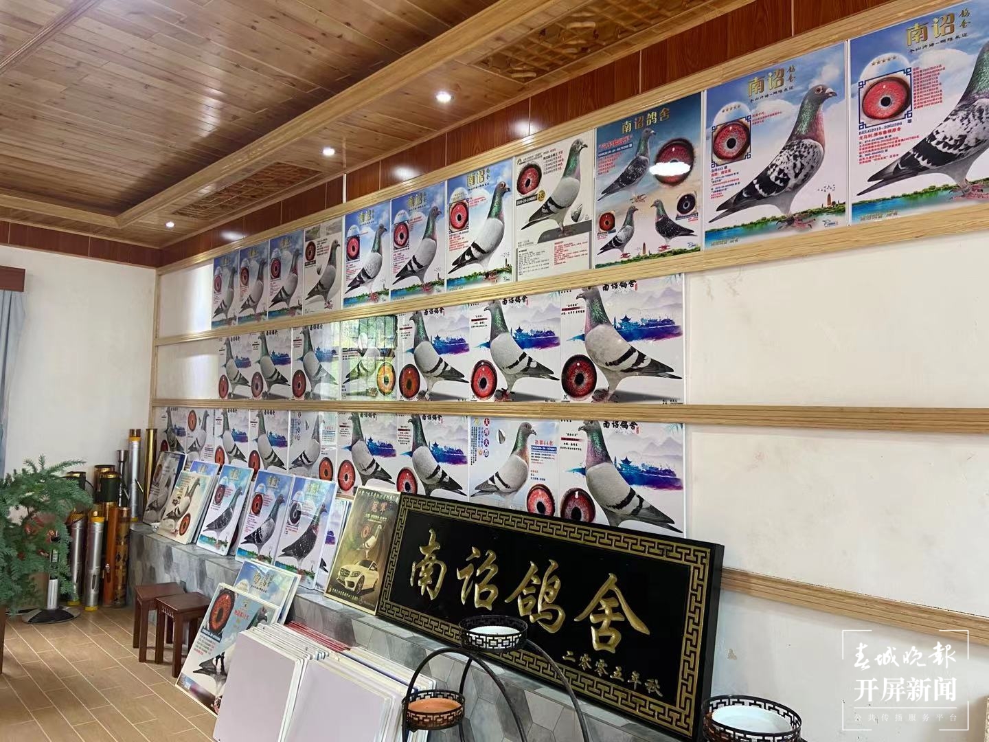 大理鸽协杜光文