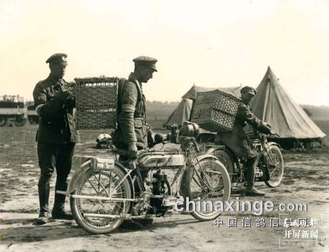 大理鸽协杜光文