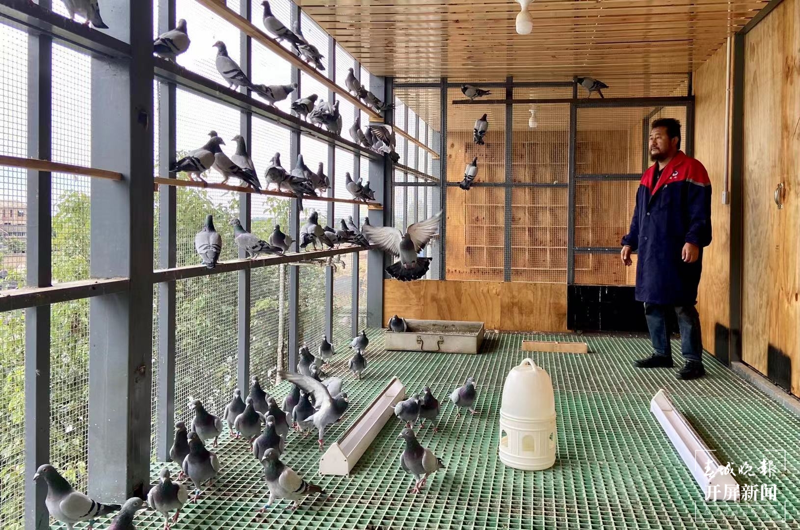 大理鸽协杜光文