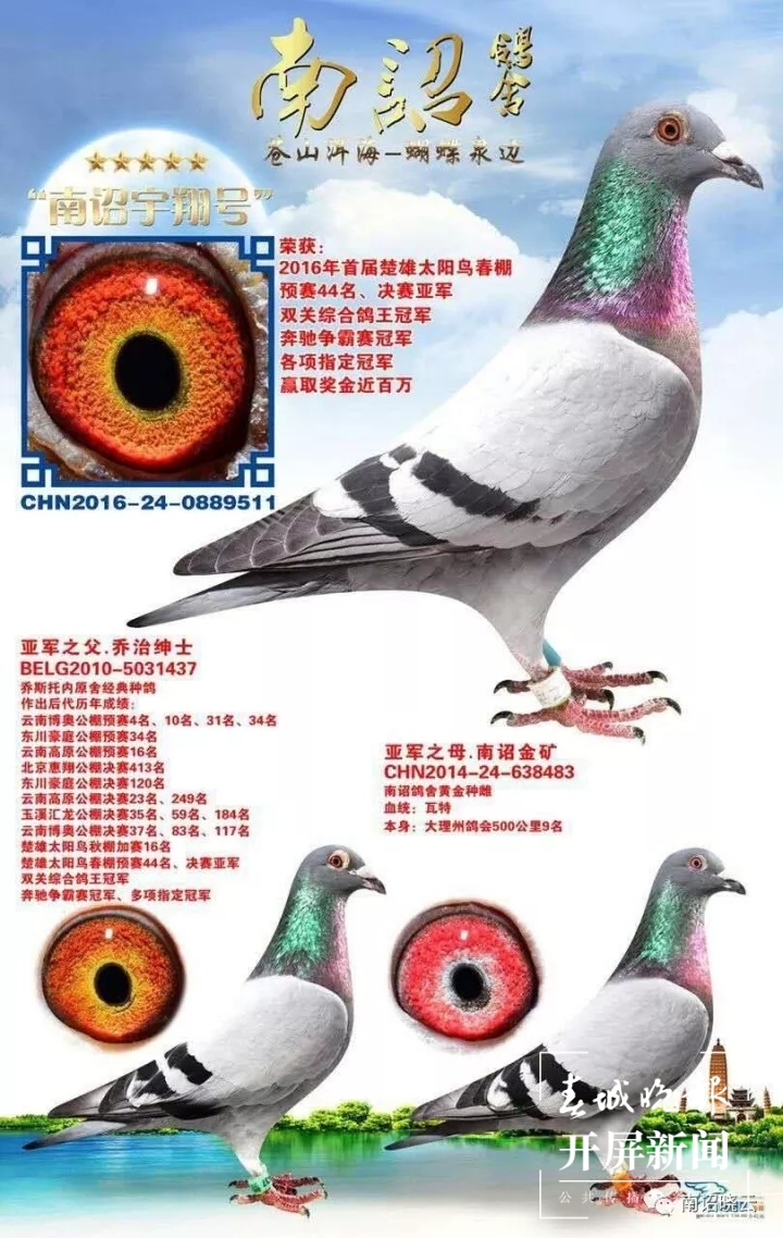 大理鸽协杜光文