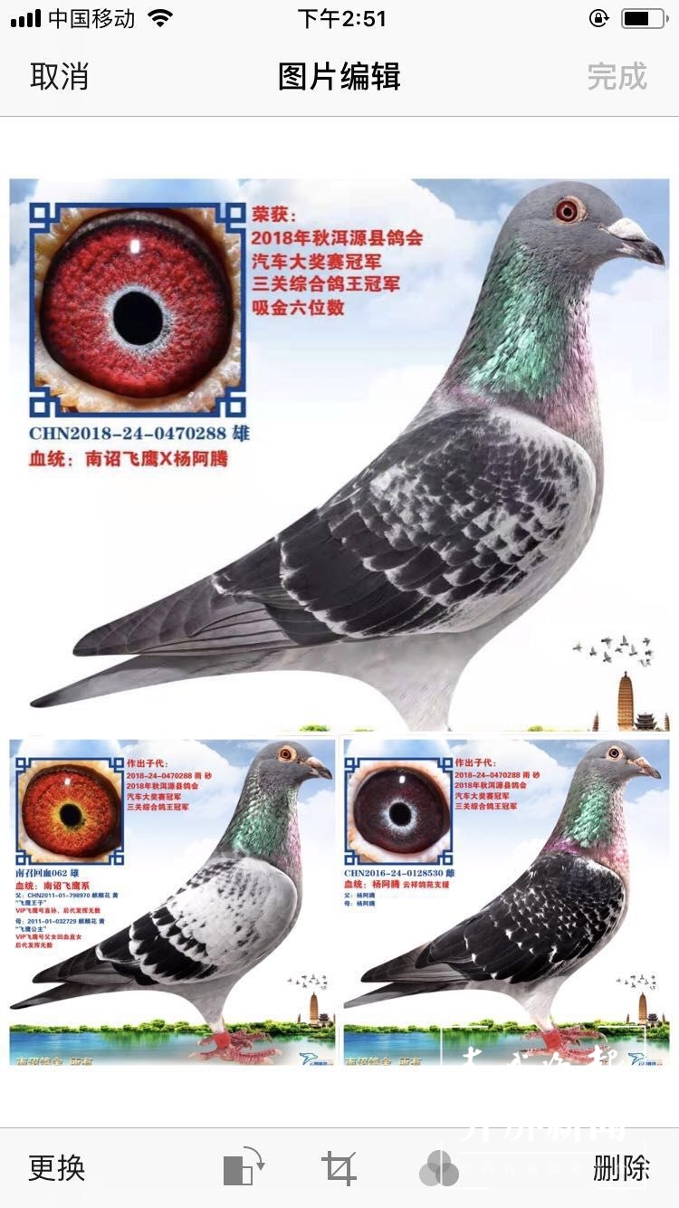 大理鸽协杜光文