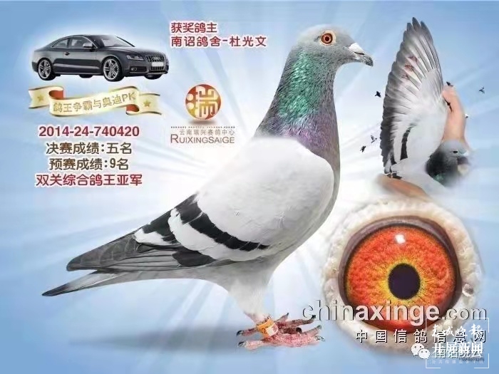 大理鸽协杜光文