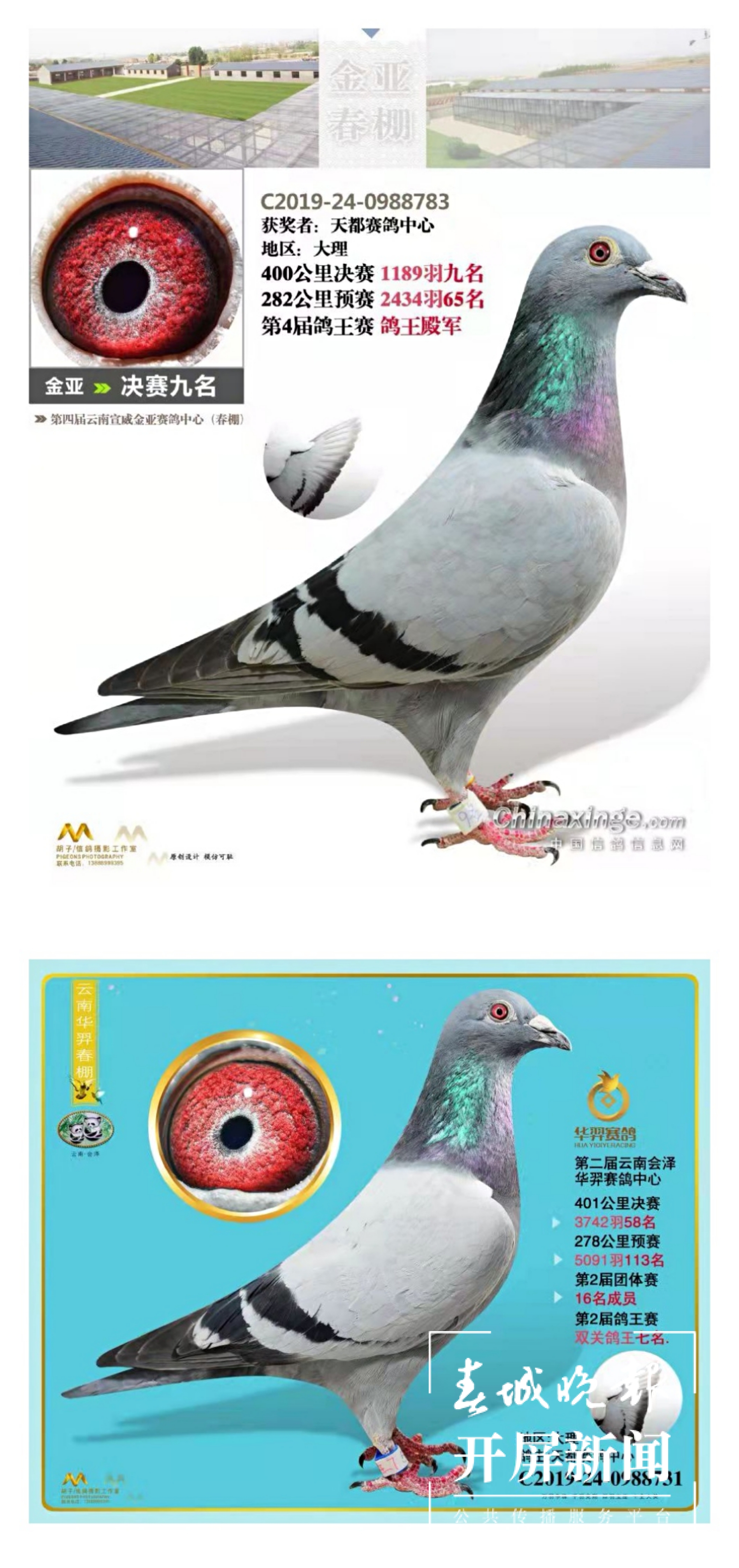 大理鸽协杜光文