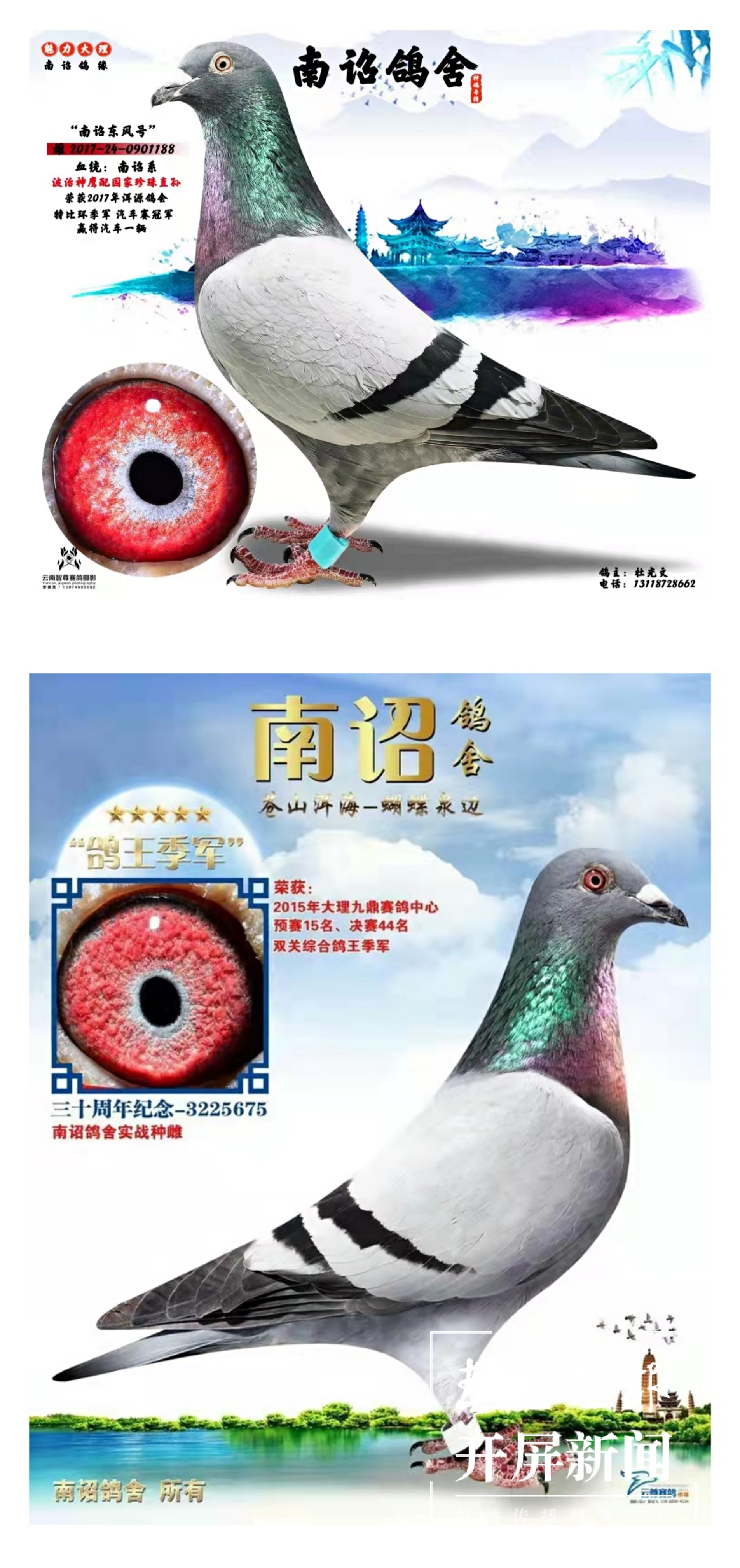 大理鸽协杜光文