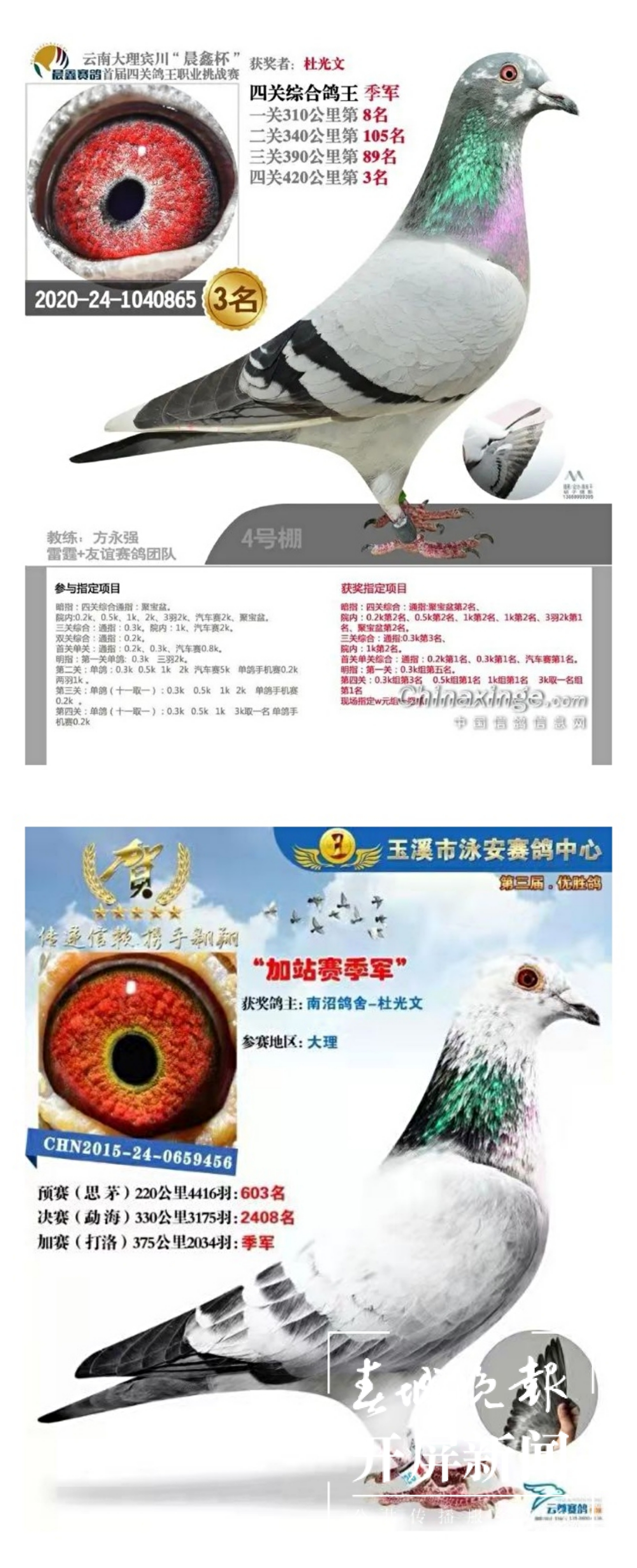 大理鸽协杜光文