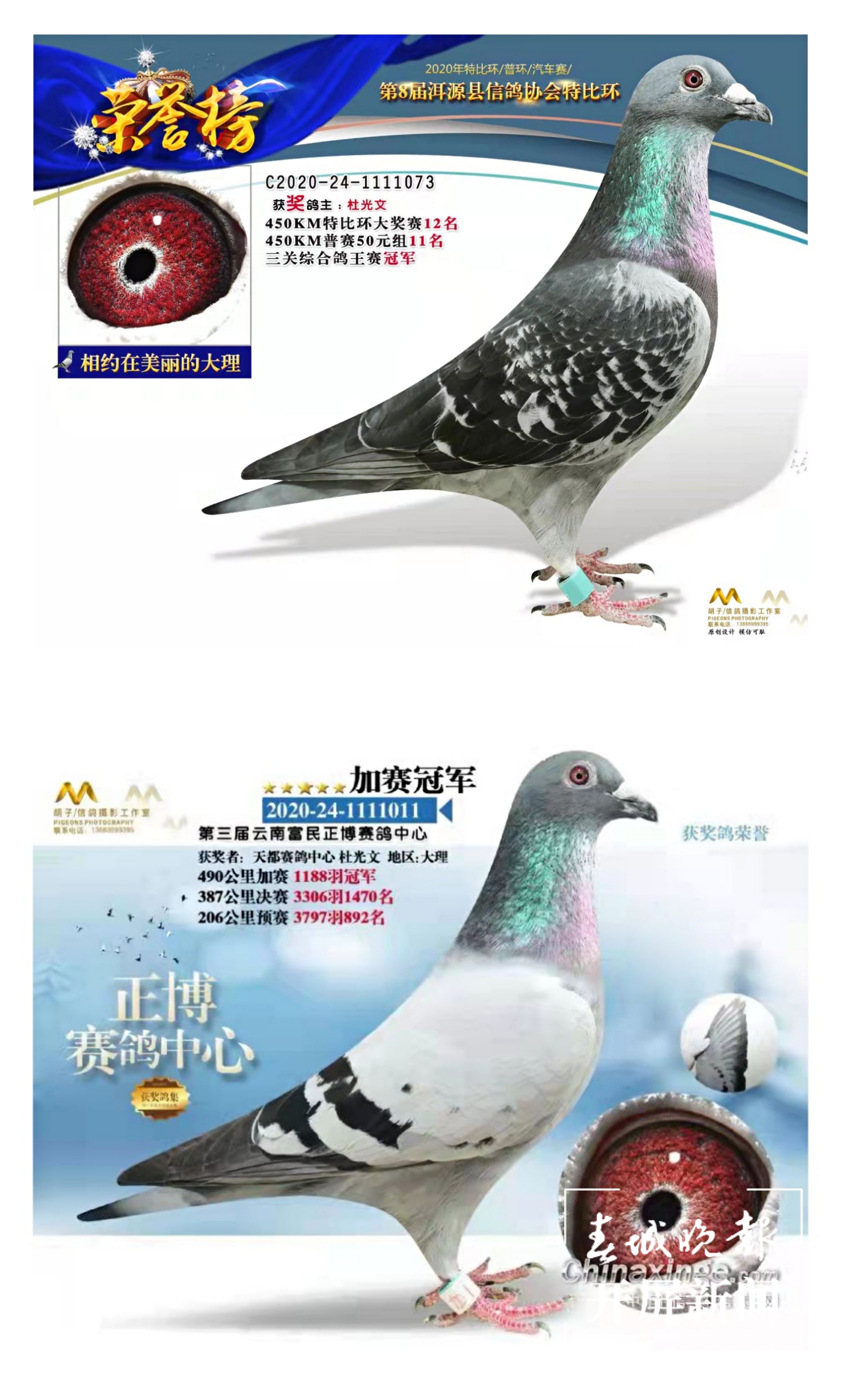 大理鸽协杜光文