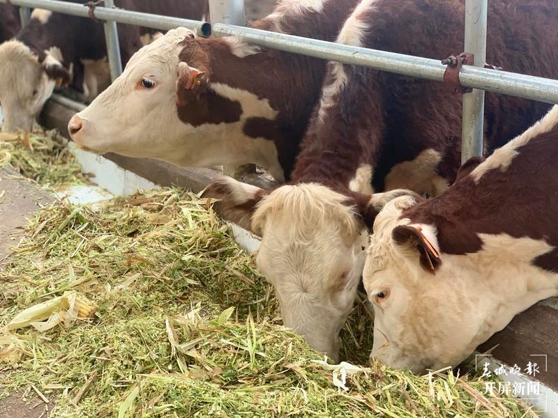 新征程上的普洱实践 | 景东董报村的高端肉牛养殖户们,真“牛”