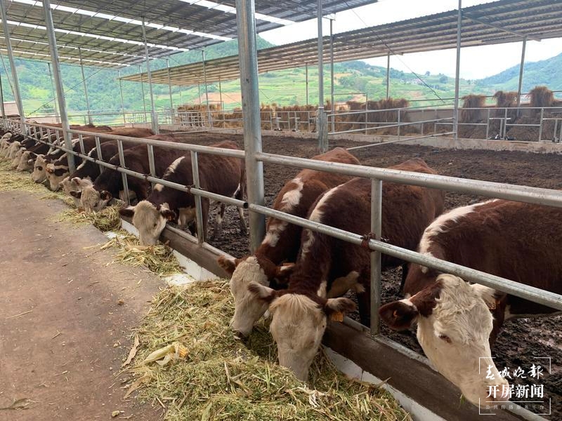新征程上的普洱实践 | 景东董报村的高端肉牛养殖户们,真“牛”