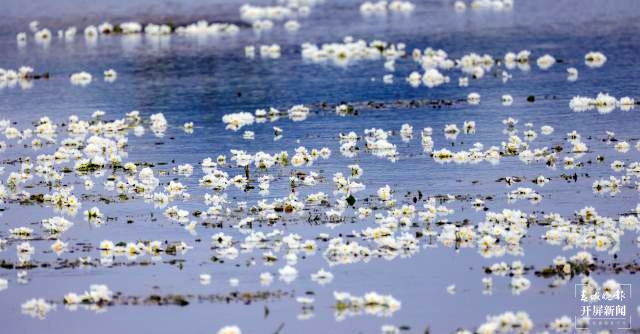 蒋琼波 通讯员 李春 舒婷婷 摄