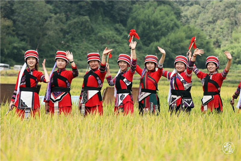 让更多人感受这边的“丰”景独好（图自云报客户端）