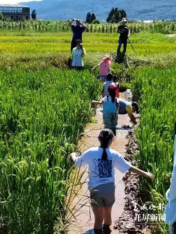 来寻甸稻田摸鱼，纵享田园牧歌 (1).jpg